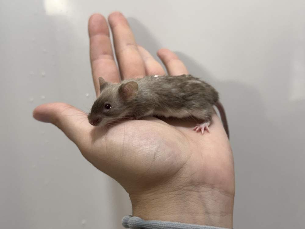 Fancy mouse Retired Mus musculus 