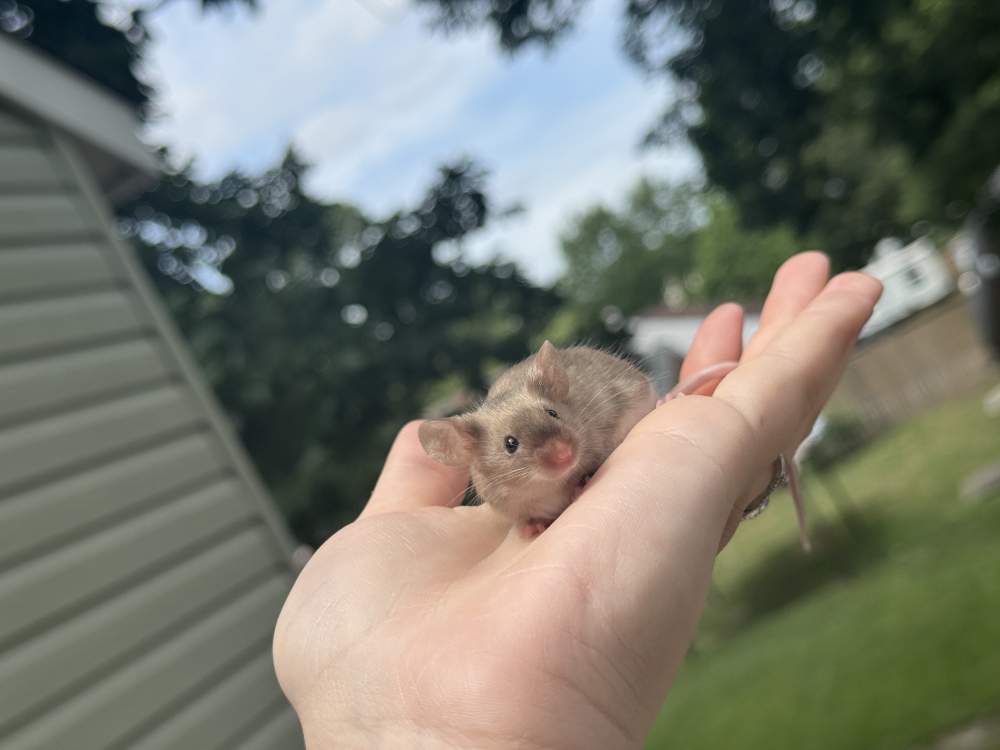 Fancy mouse Breeder Mus musculus 
