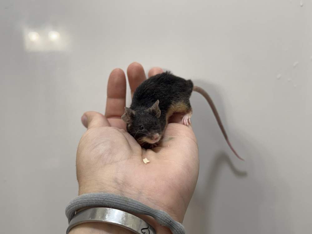 Fancy mouse Retired Mus musculus 
