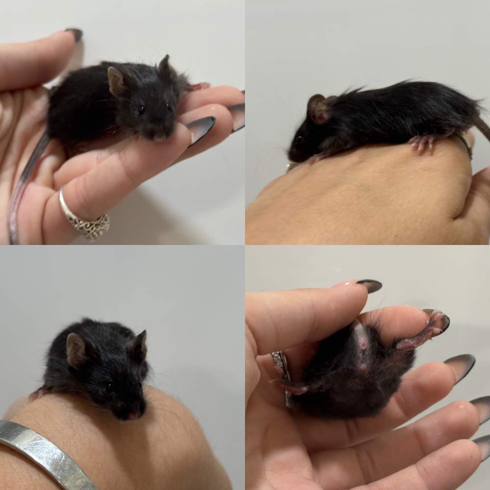 Fancy mouse Available for rehoming Mus musculus 