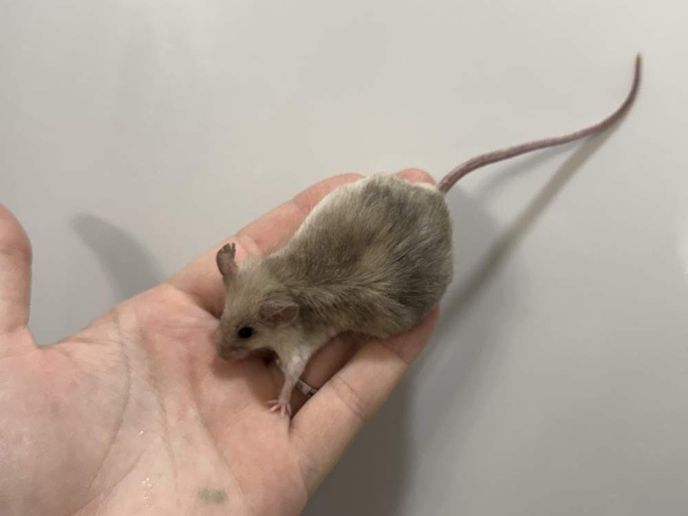Fancy mouse Retired Mus musculus 
