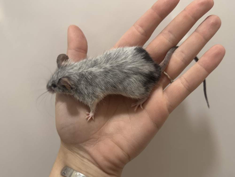 Fancy mouse Breeder Mus musculus 