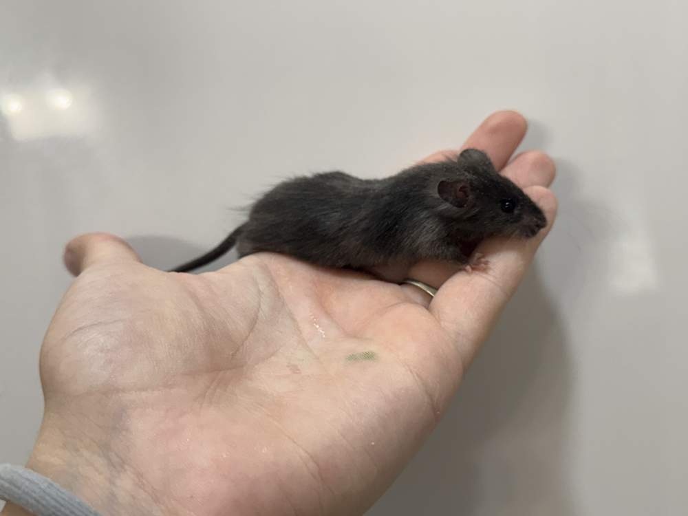 Fancy mouse Rehomed Mus musculus 