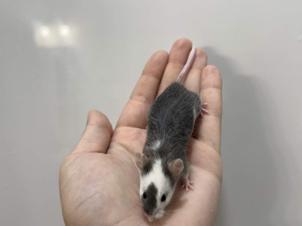 Fancy mouse Available for rehoming Mus musculus 