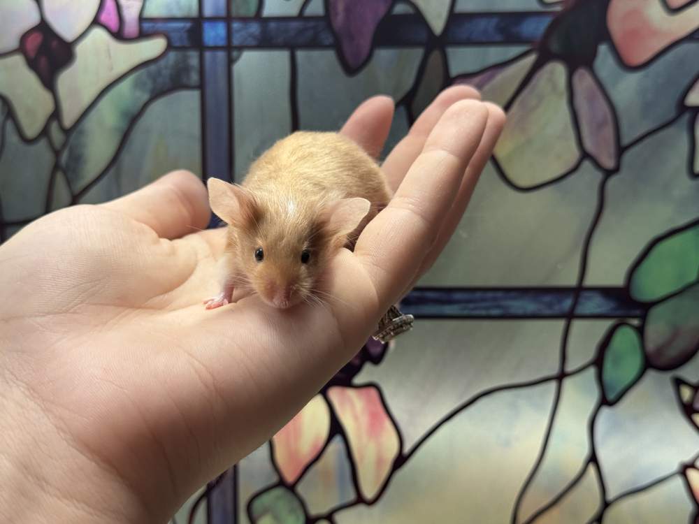 Fancy mouse Breeder Mus musculus 