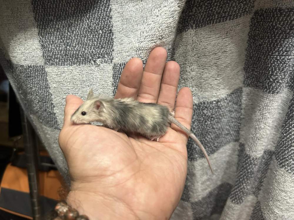 Fancy mouse Deceased Mus musculus 