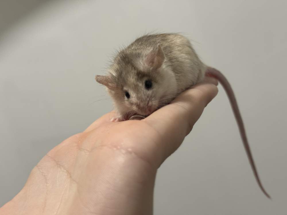 Fancy mouse Deceased Mus musculus 