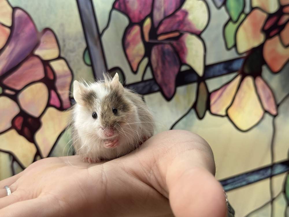 Fancy mouse Breeder Mus musculus 