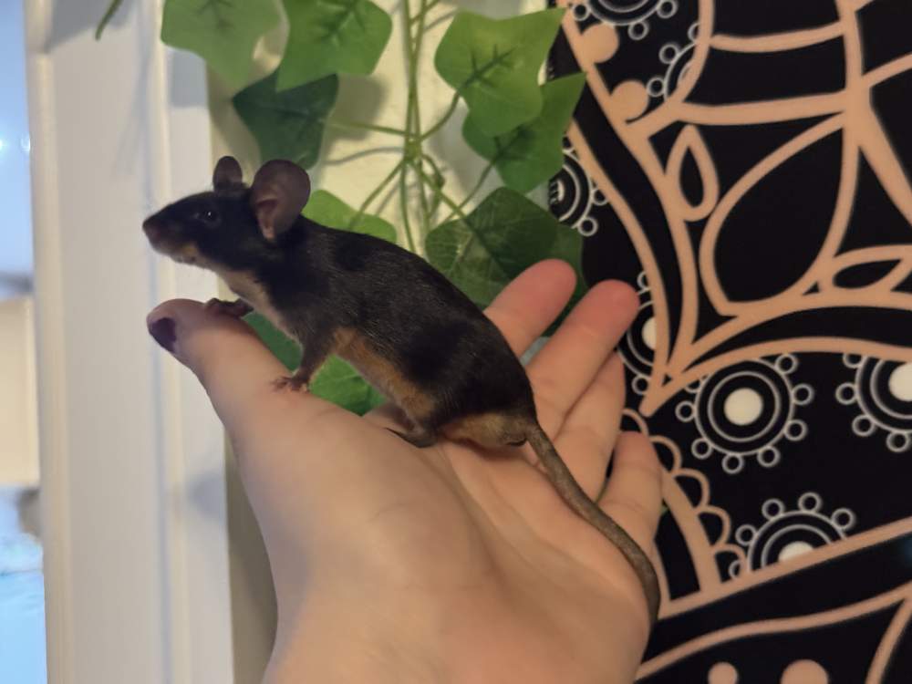 Fancy mouse Breeder Mus musculus 