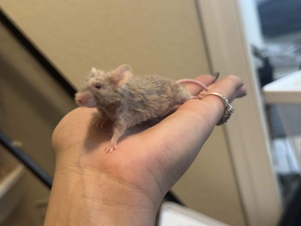 Fancy mouse Breeder Mus musculus 