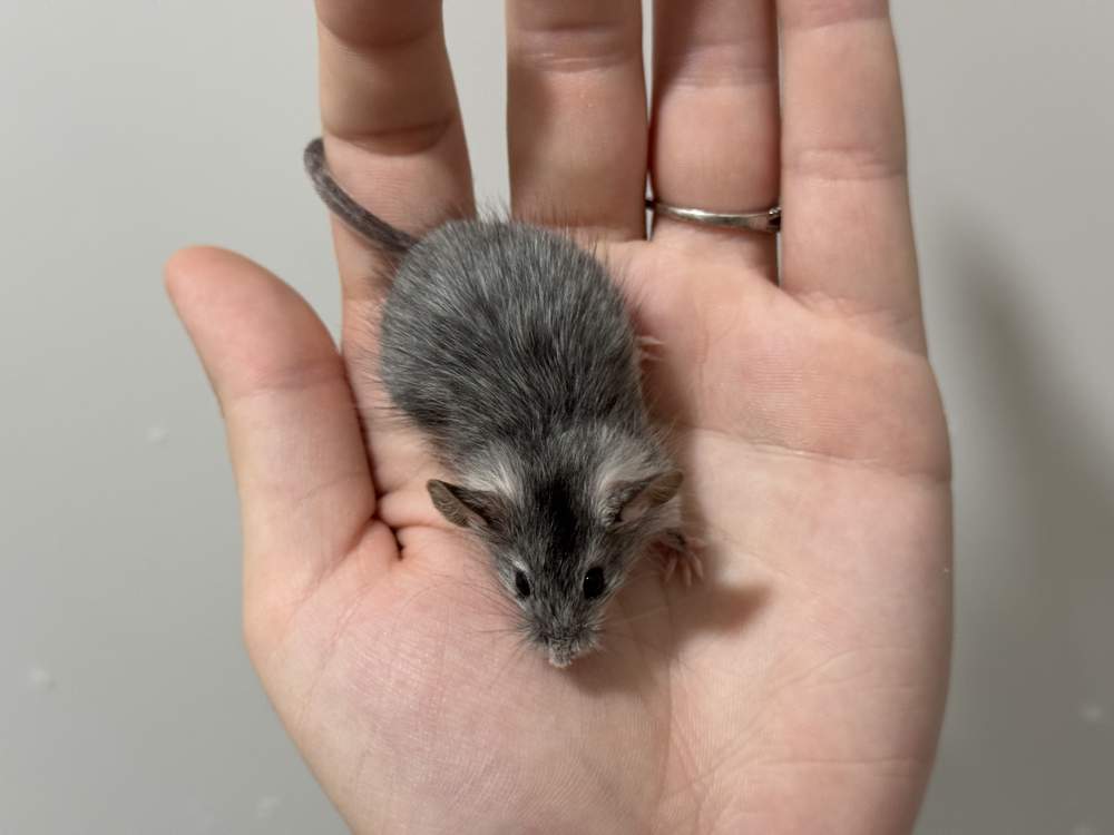 Fancy mouse Breeder Mus musculus 