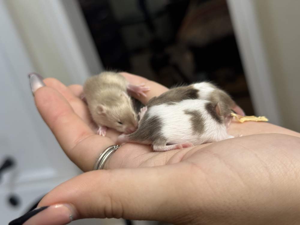 Fancy mouse Available for rehoming Mus musculus 