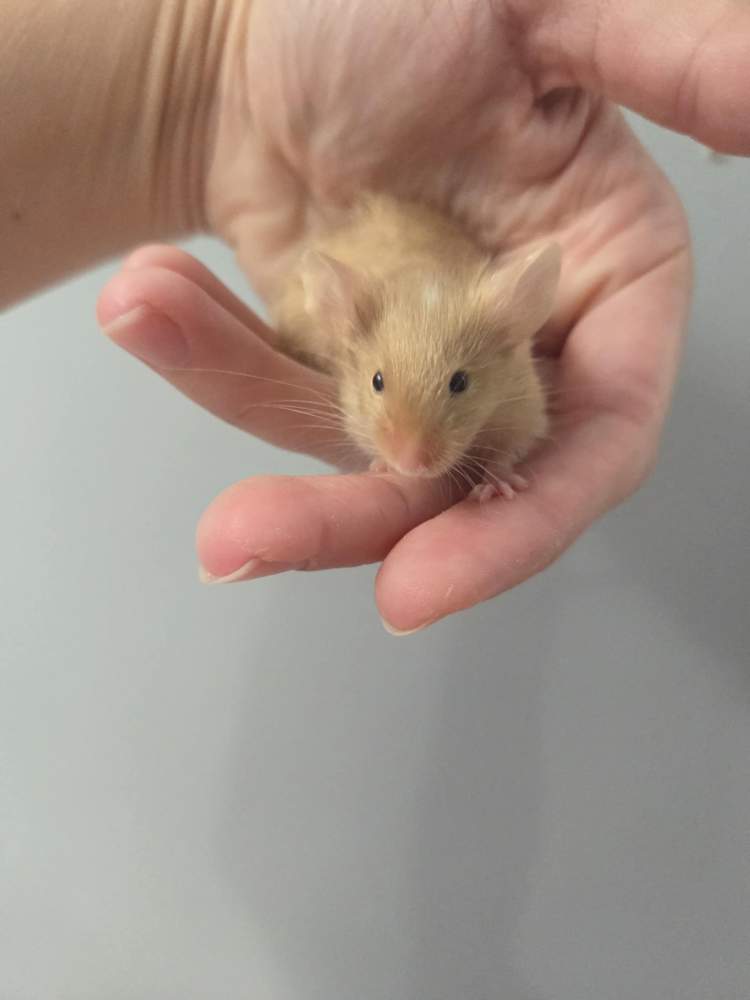 Fancy mouse Breeder Mus musculus 