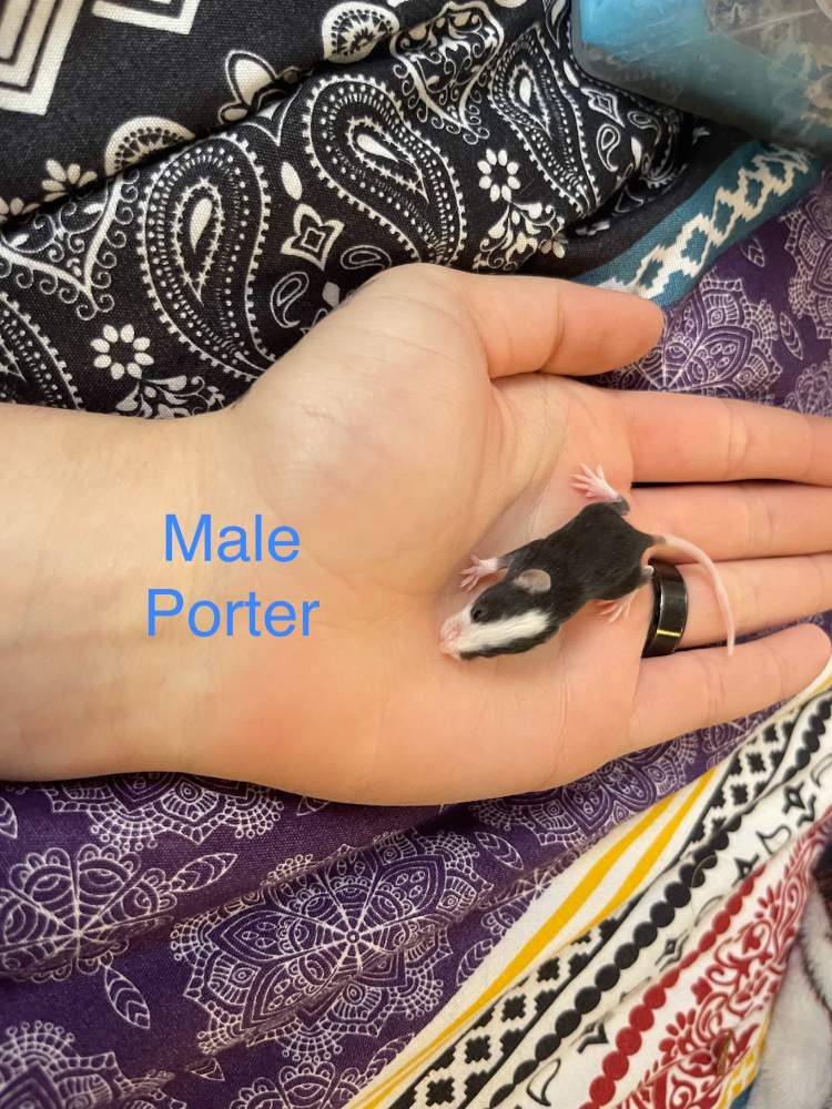 Fancy mouse Owned by other Mus musculus 