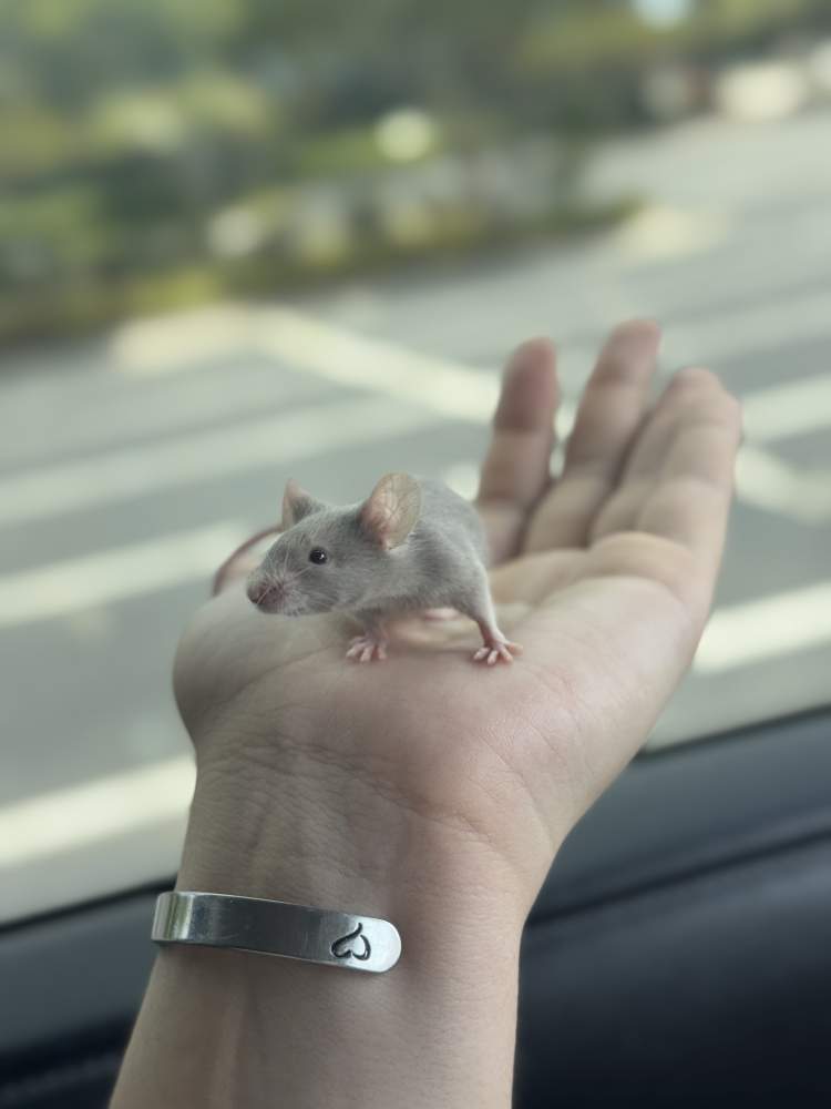 Fancy mouse Deceased Mus musculus 