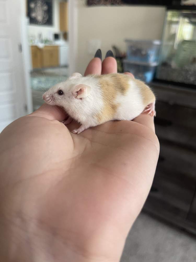 Fancy mouse Deceased Mus musculus 