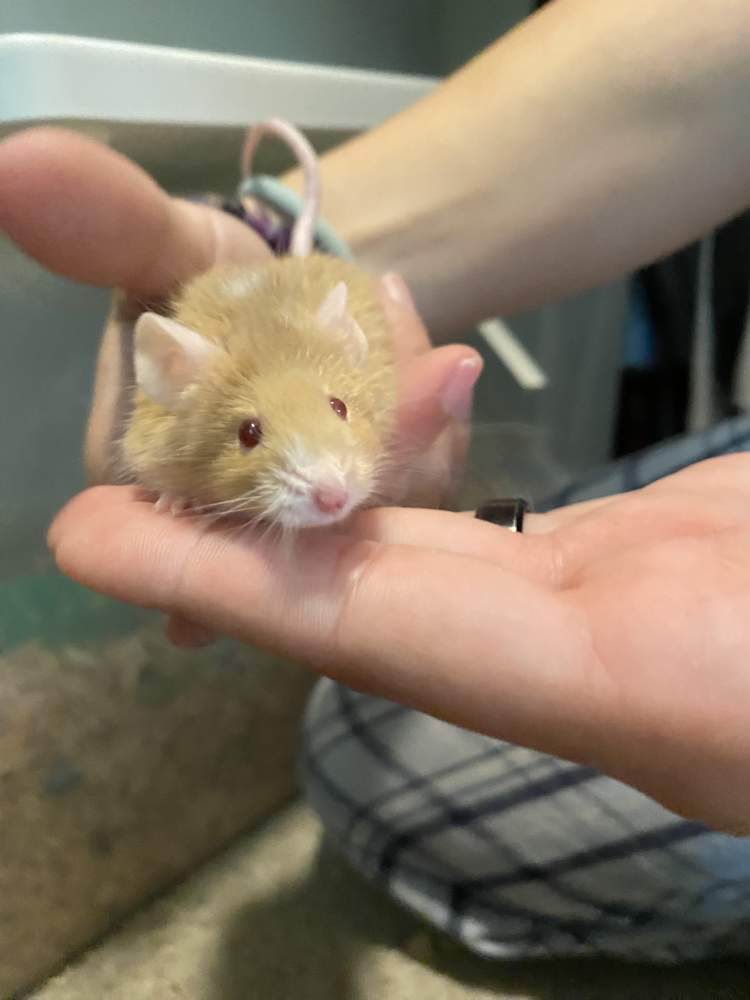 Fancy mouse Retired Mus musculus 