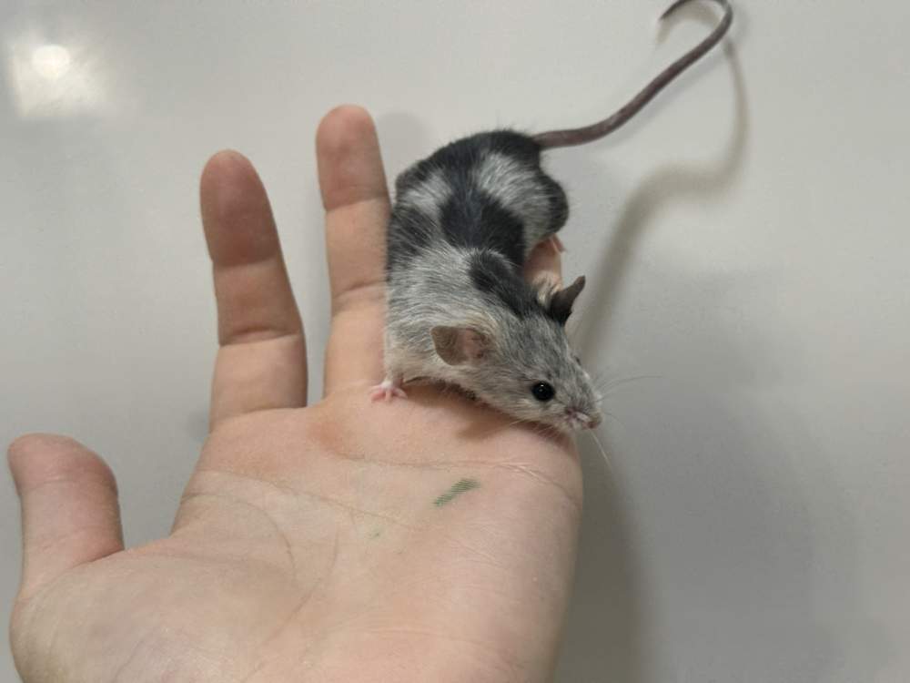 Fancy mouse Breeder Mus musculus 