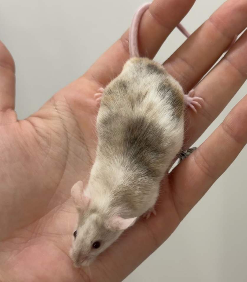 Fancy mouse Breeder Mus musculus 