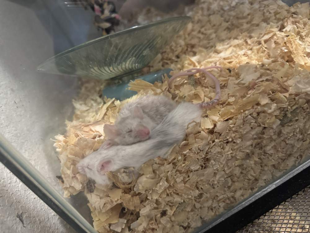 Fancy mouse Deceased Mus musculus 