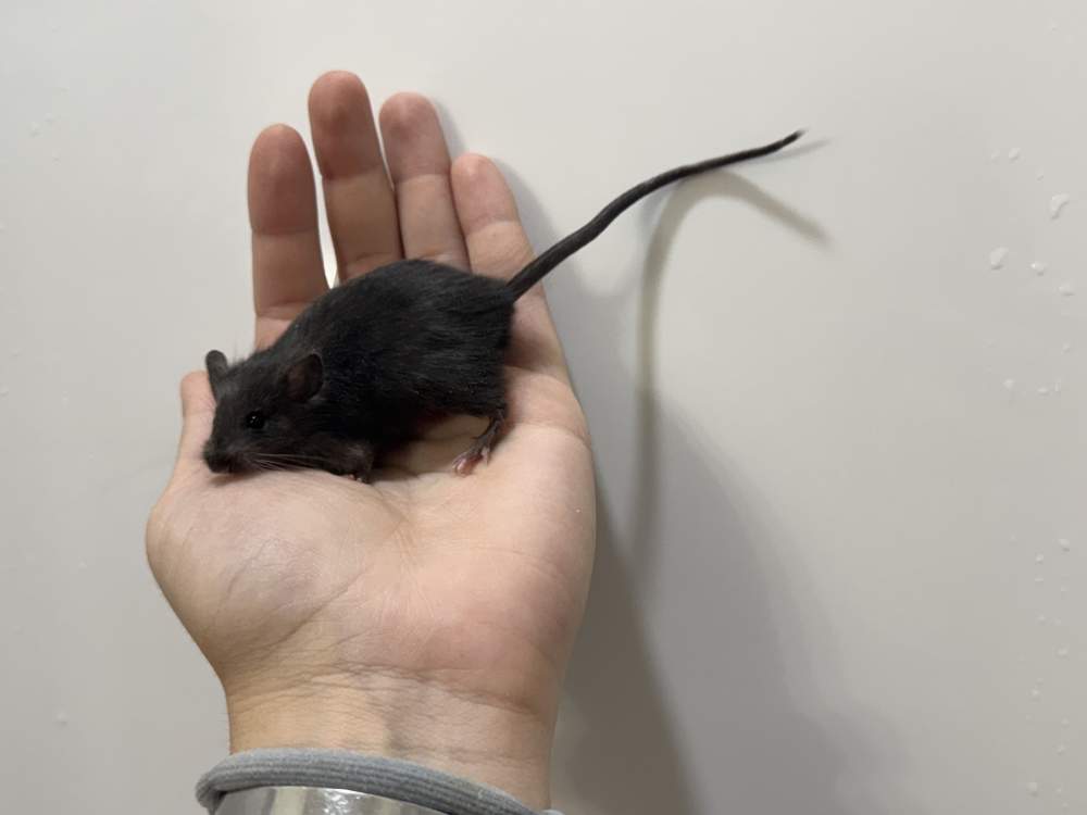 Fancy mouse Available for rehoming Mus musculus 