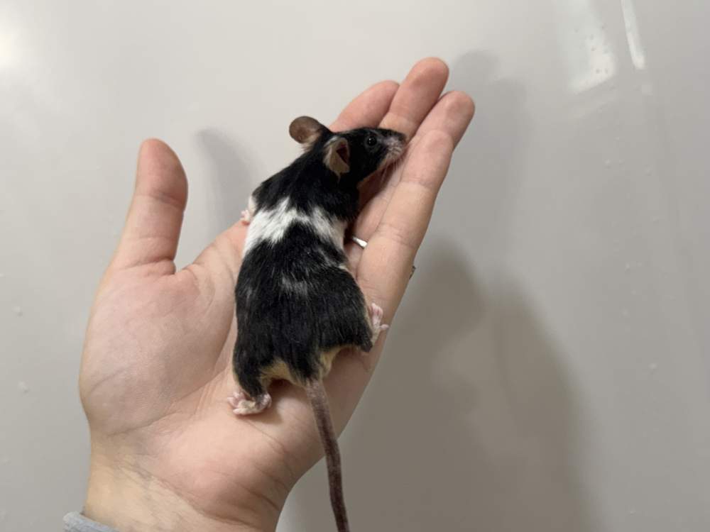Fancy mouse Retired Mus musculus 