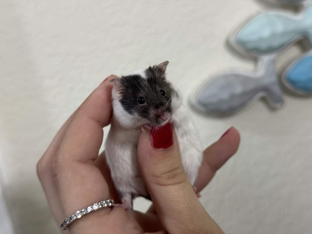 Fancy mouse Owned by other Mus musculus 