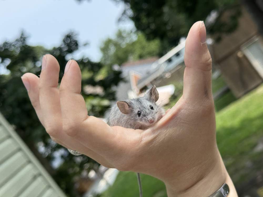 Fancy mouse Rehomed Mus musculus 