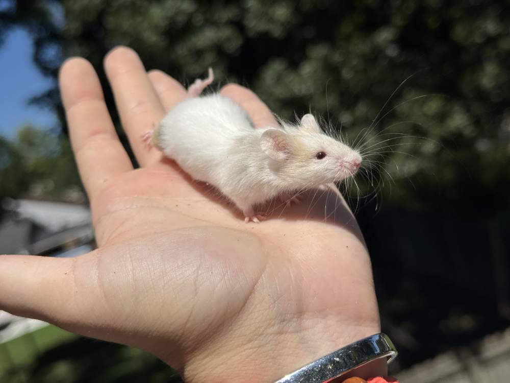 Fancy mouse Pet only Mus musculus 