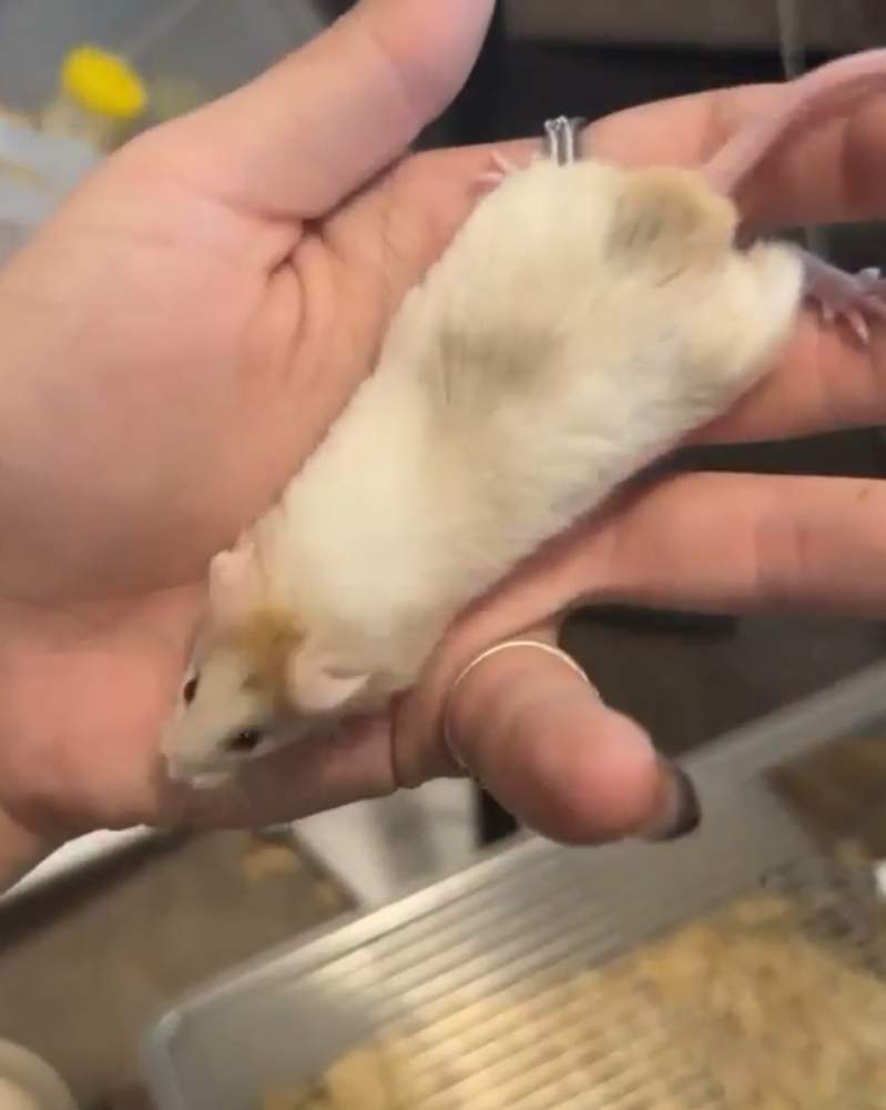 Fancy mouse Owned by other Mus musculus 