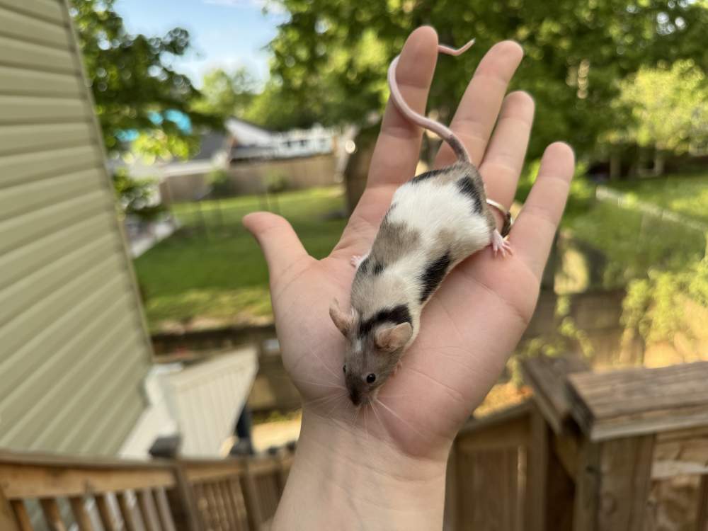 Fancy mouse Breeder Mus musculus 