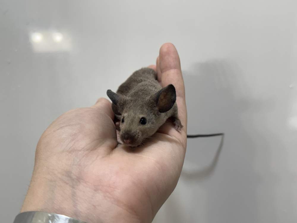 Fancy mouse Deceased Mus musculus 