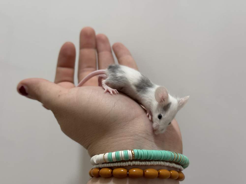 Fancy mouse Owned by other Mus musculus 