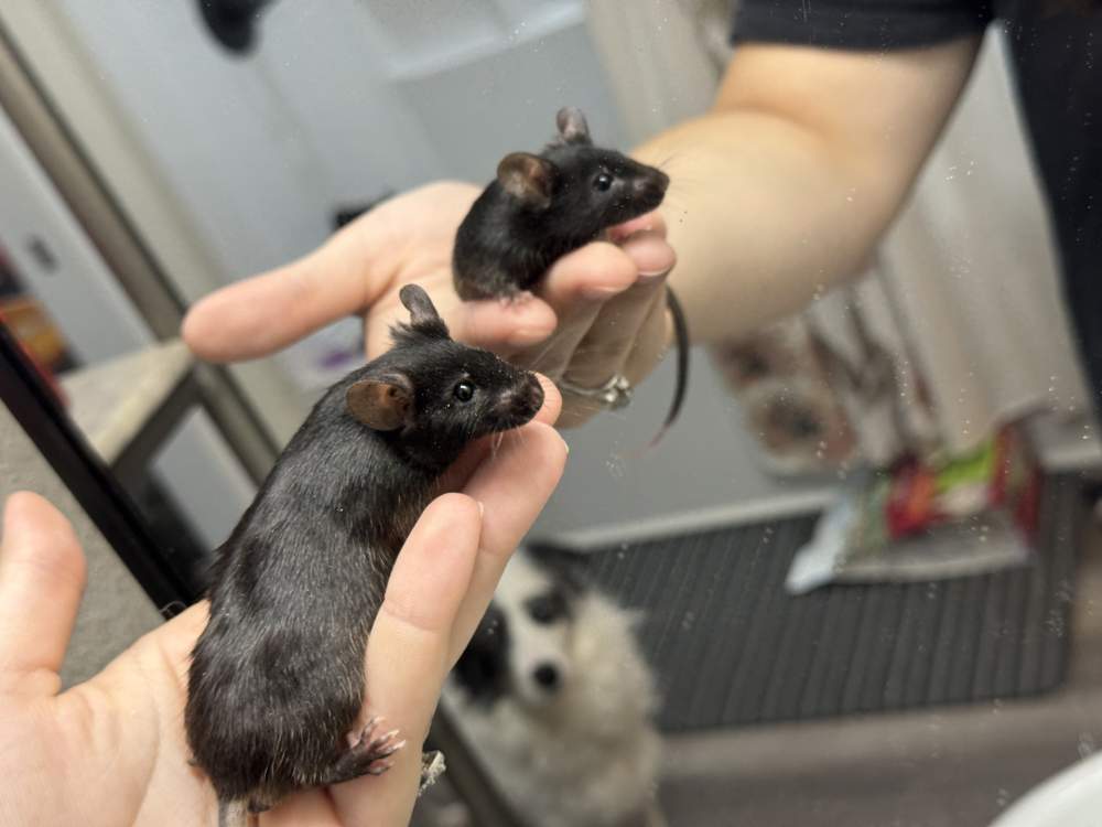 Fancy mouse Breeder Mus musculus 