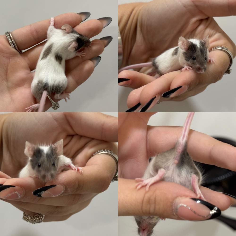 Fancy mouse Breeder Mus musculus 