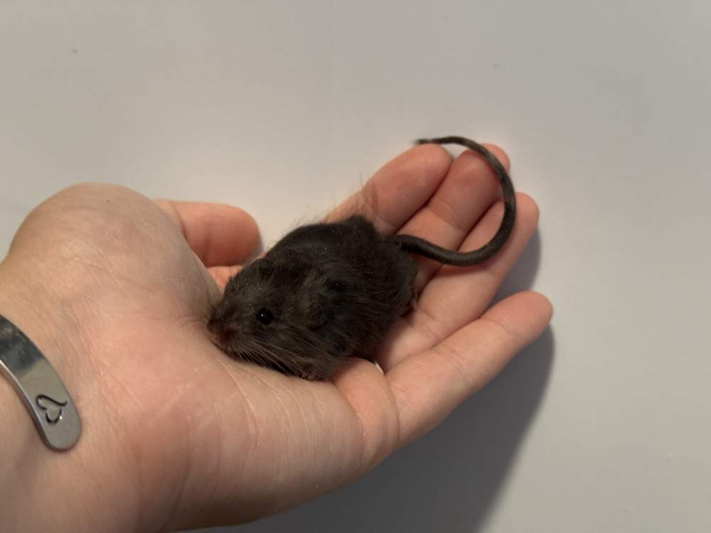 Fancy mouse Available for rehoming Mus musculus 