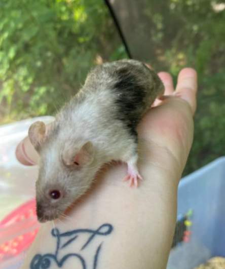 Fancy mouse Breeder Mus musculus 