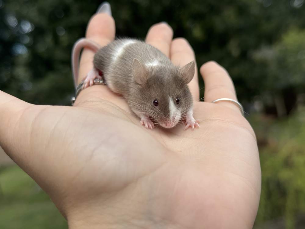 Fancy mouse Owned by other Mus musculus 