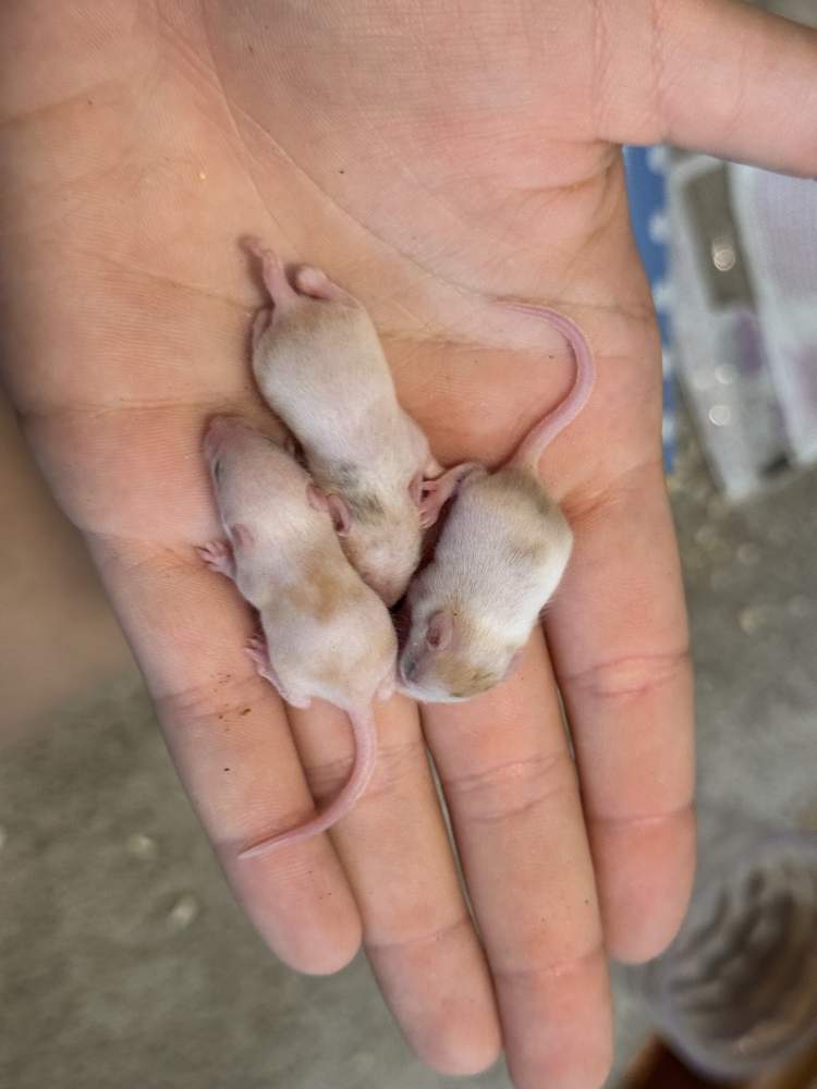 Fancy mouse Pet only Mus musculus 