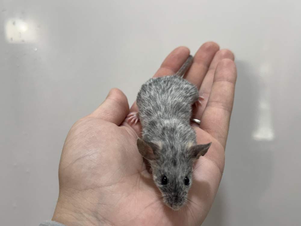Fancy mouse Retired Mus musculus 