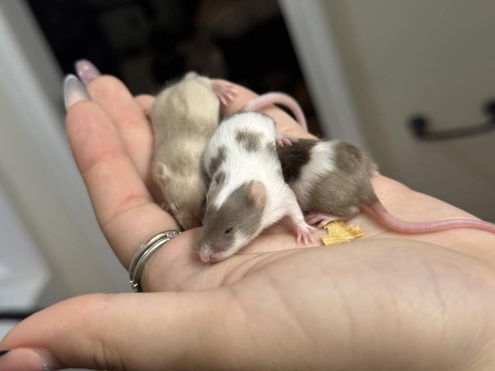 Fancy mouse Available for rehoming Mus musculus 