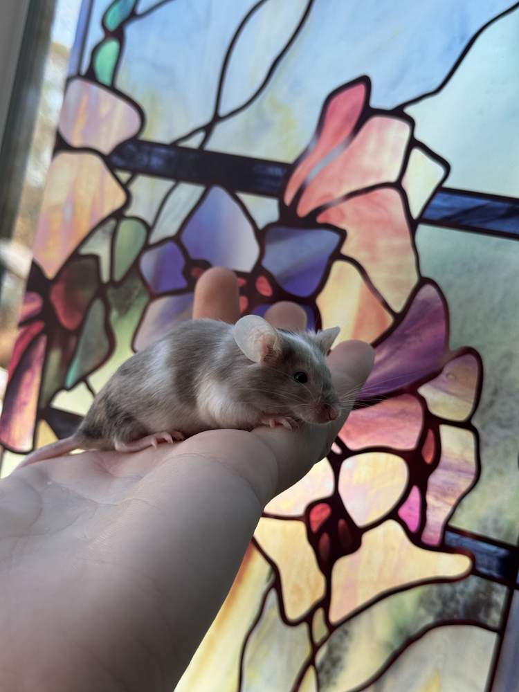Fancy mouse Breeder Mus musculus 