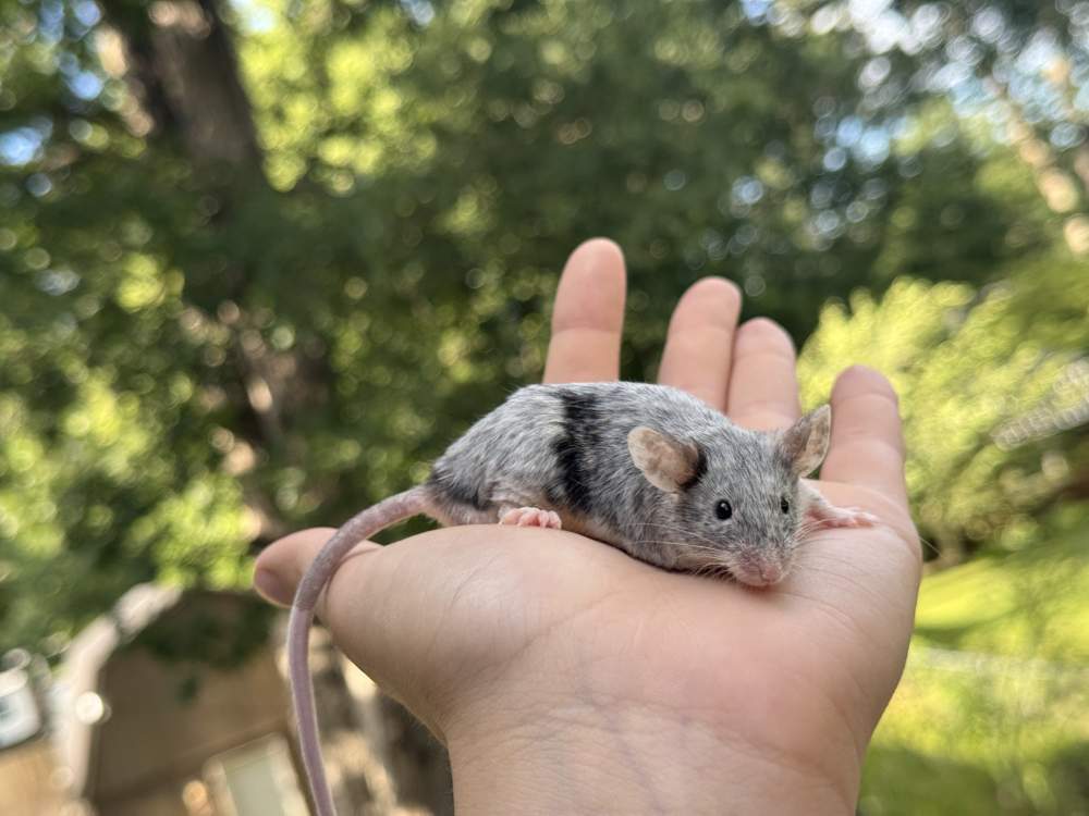 Fancy mouse Breeder Mus musculus 