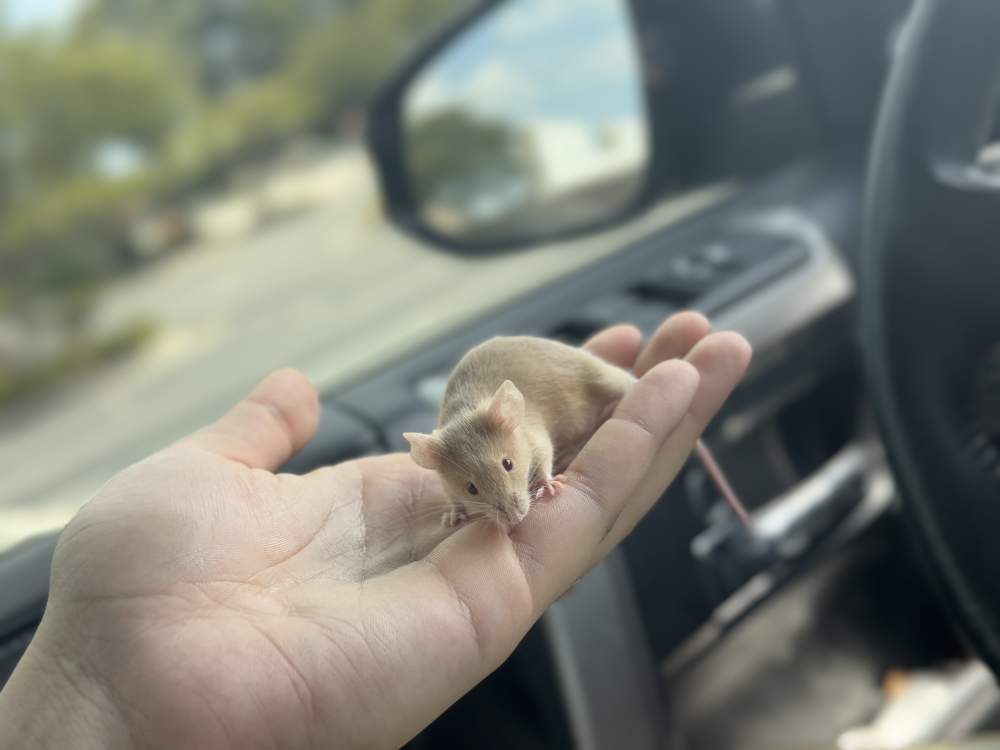 Fancy mouse Rehomed Mus musculus 