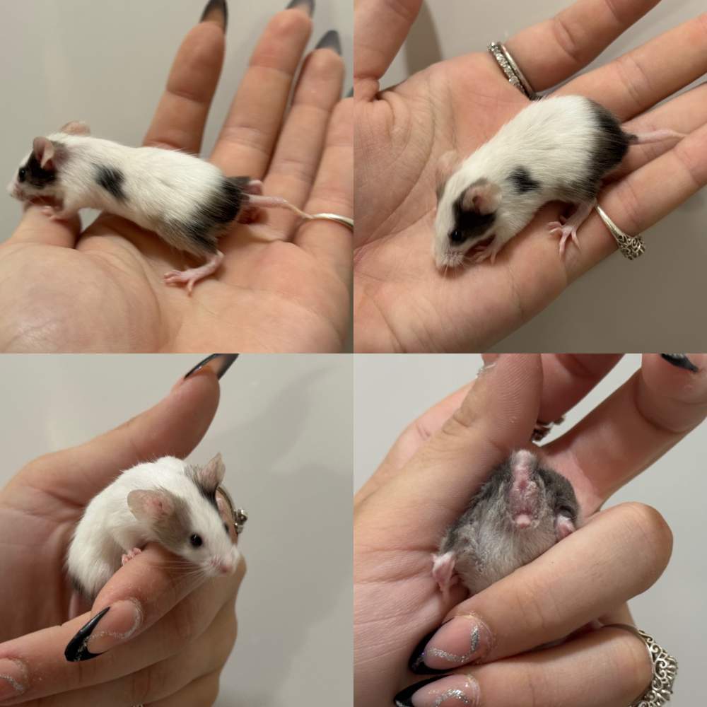 Fancy mouse Breeder Mus musculus 