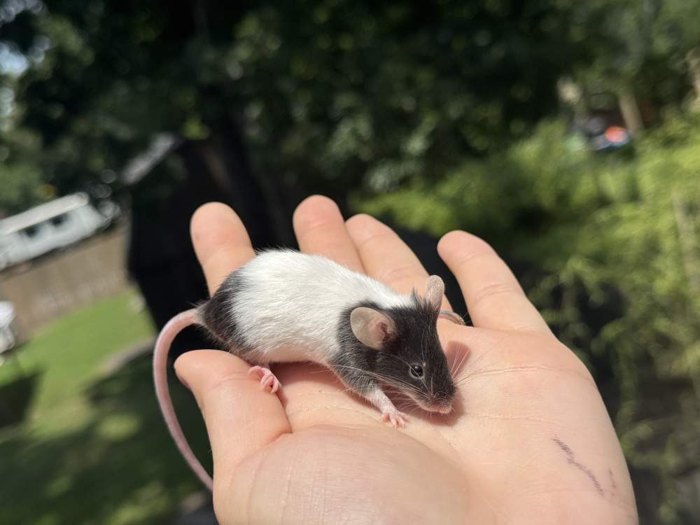 Fancy mouse Breeder Mus musculus 
