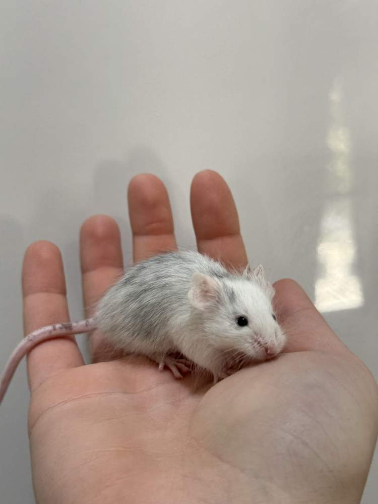 Fancy mouse Available for rehoming Mus musculus 