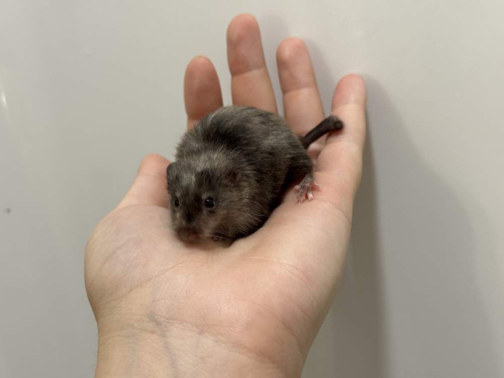 Fancy mouse Breeder Mus musculus 