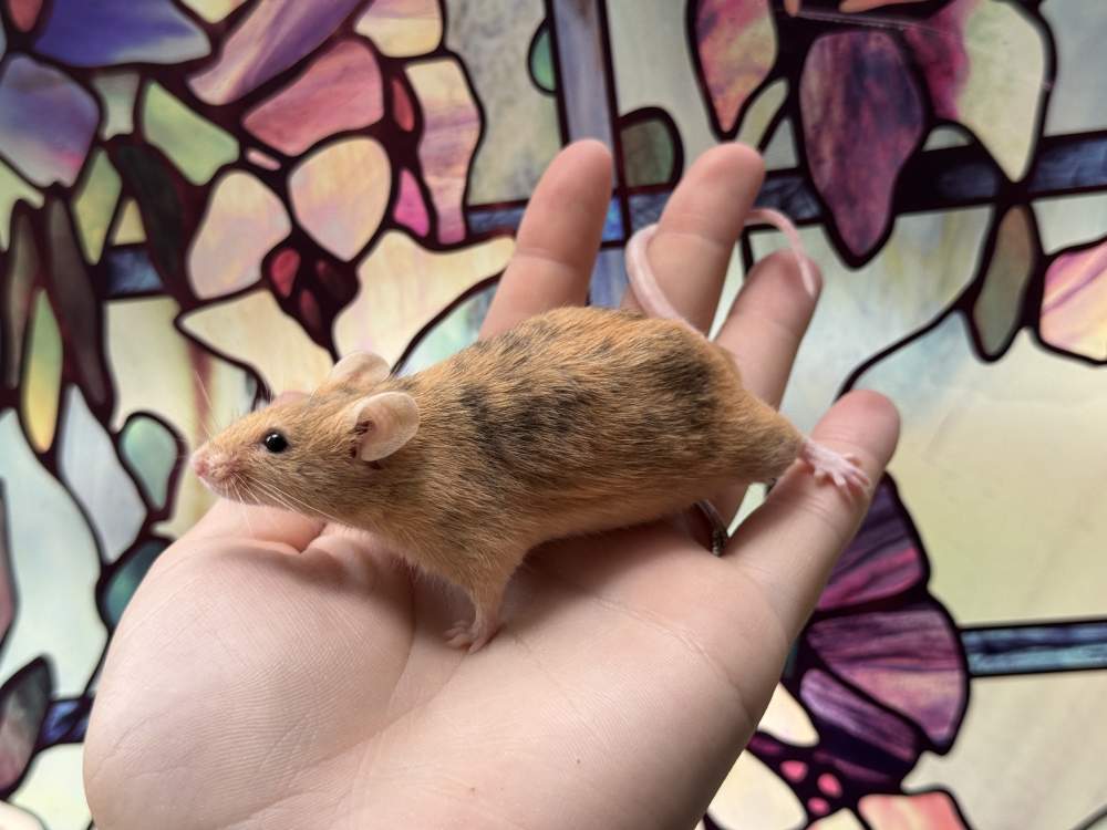 Fancy mouse Deceased Mus musculus 