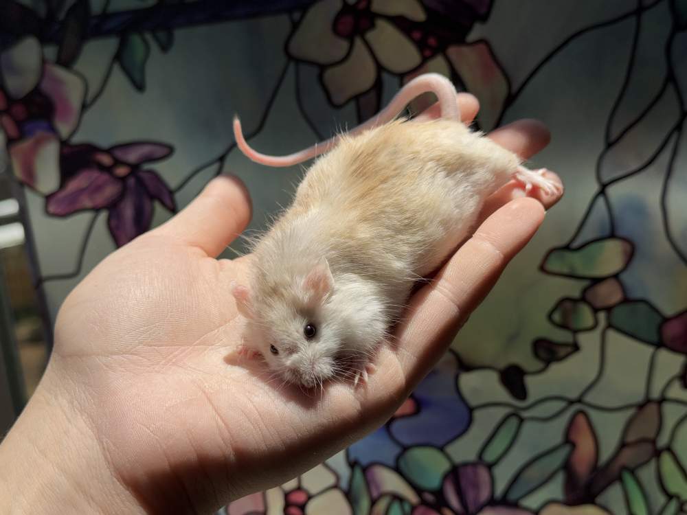 Fancy mouse Breeder Mus musculus 